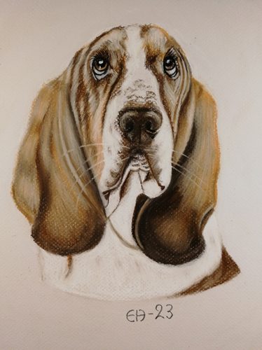 Basset Hound