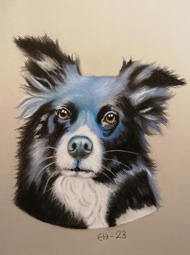 Bordercollie