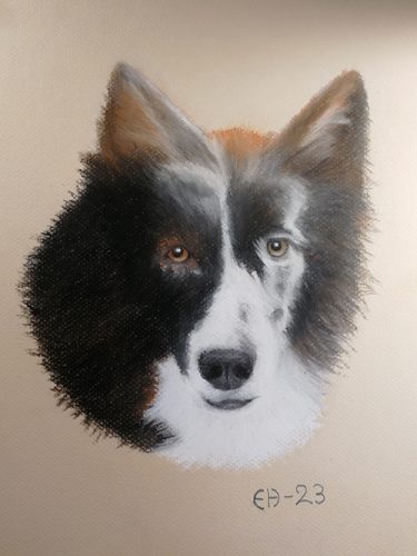 Bordercollie