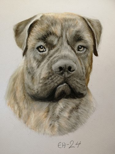 Bullmastiff