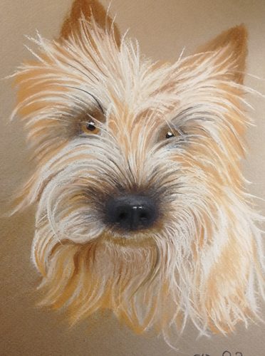 Cairnterrieri