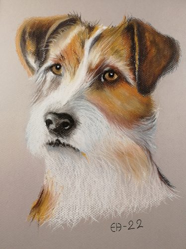 Jackrussellinterrieri
