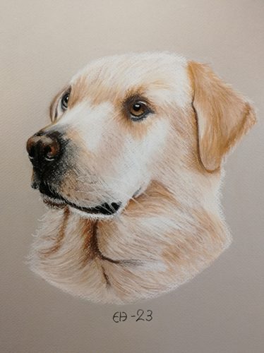 Labradorinnoutaja