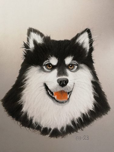 Lapinkoira